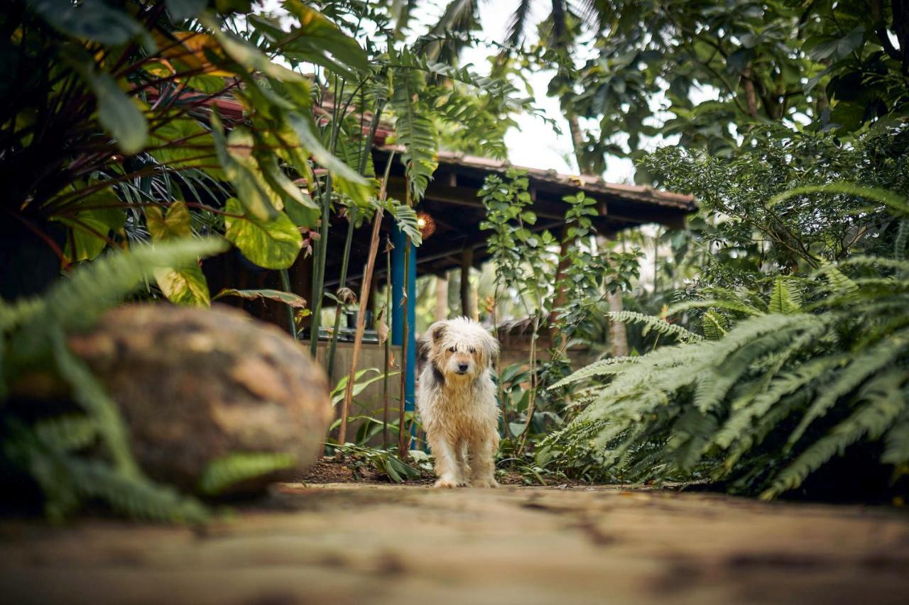 Casa Vana Hiriketiya Dikwella Exterior foto
